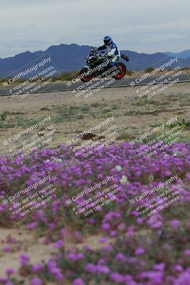 media/Jan-14-2023-SoCal Trackdays (Sat) [[497694156f]]/Turn 14 Exit Bloomig (145pm)/